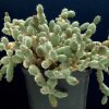 Tephrocactus_minor